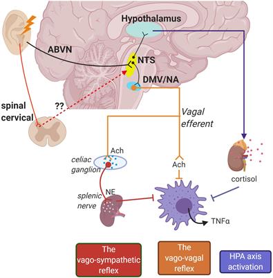 Mediation of Cardiac Macrophage Activity via Auricular Vagal Nerve Stimulation Ameliorates Cardiac Ischemia/Reperfusion Injury